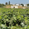 Finca segregada  de 5.500 m2 con viñedo en producción zona Venta Tocino 
